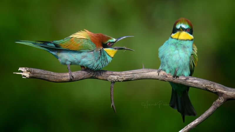 bee-eater, эмоции, Сварливая щурка фото превью