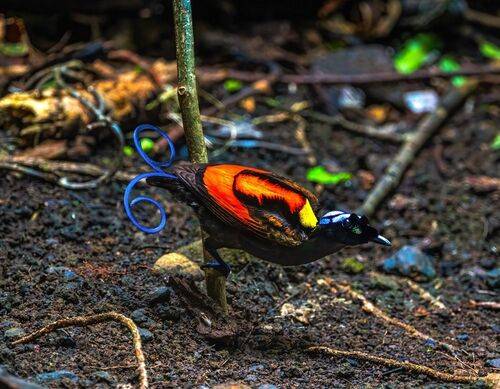 Wilson\'s bird of Paradise