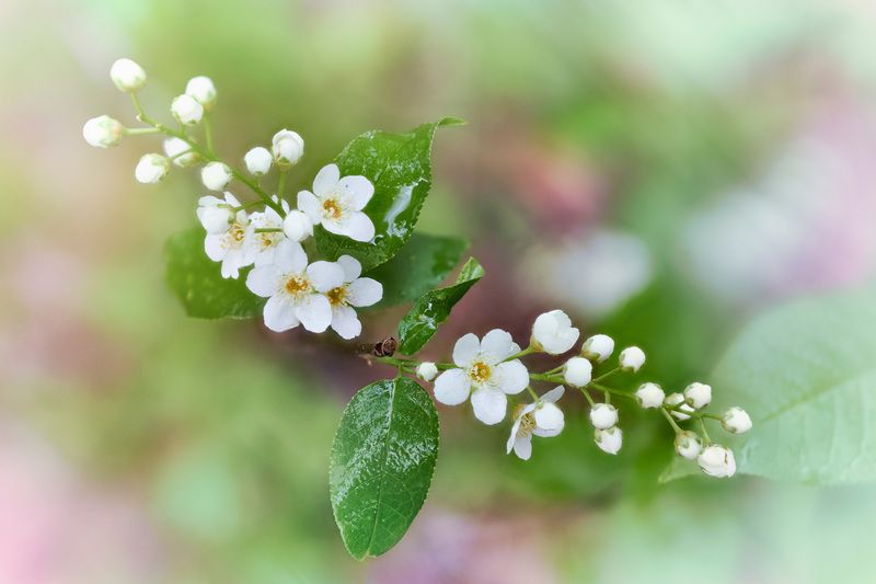 После весеннего дождя фото превью