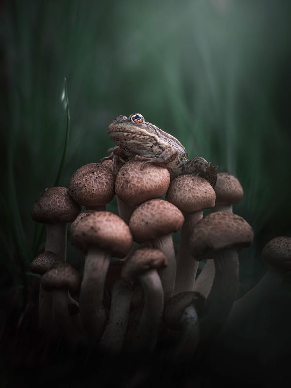 Мечты мечты... фото превью