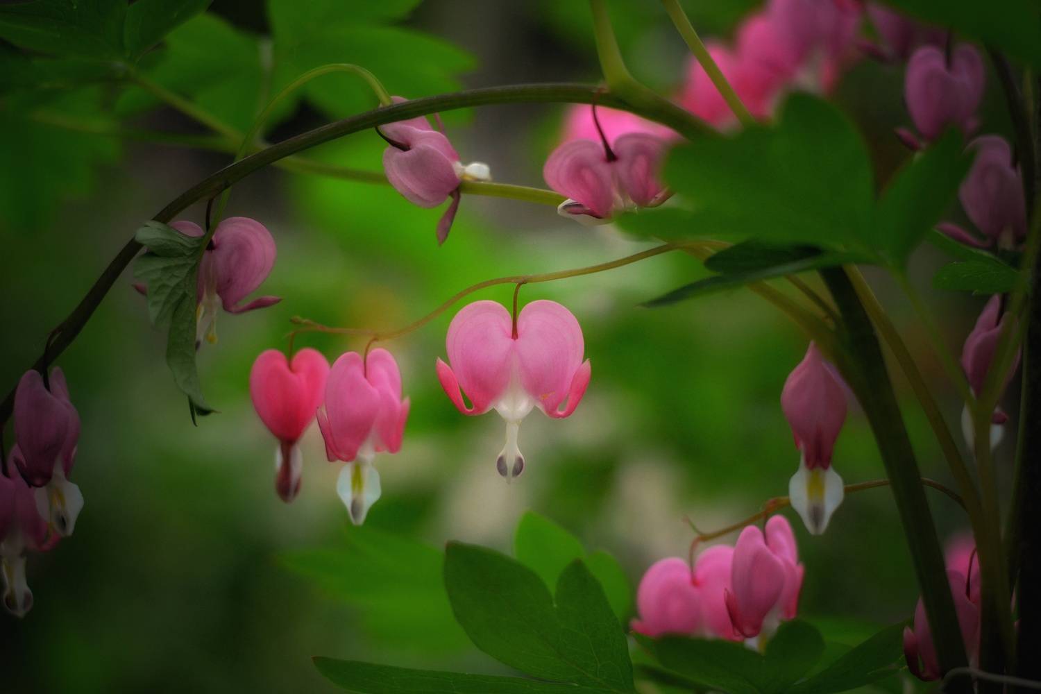 , Юлияна Стоянова