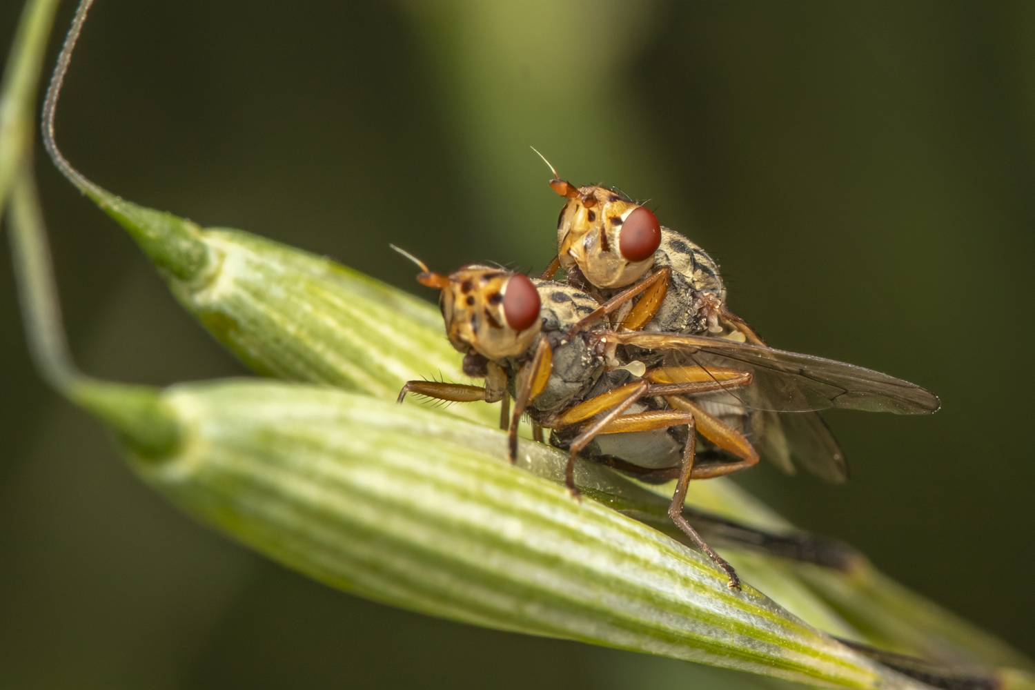 #macro #insects #nature #closeup, Nikolay Tatarchuk