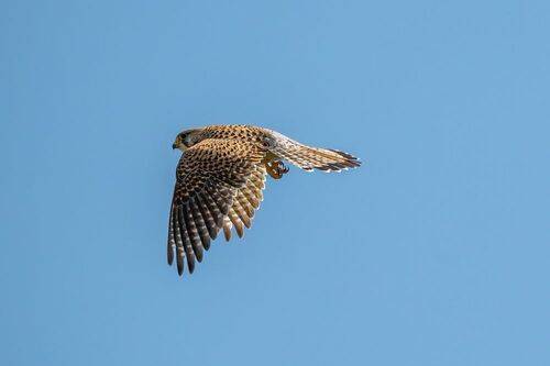 Common kestrel