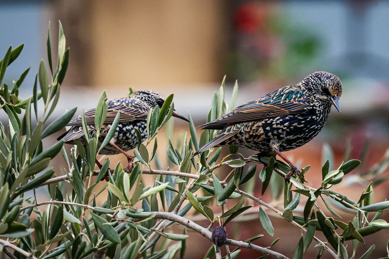 Скворцы фото превью