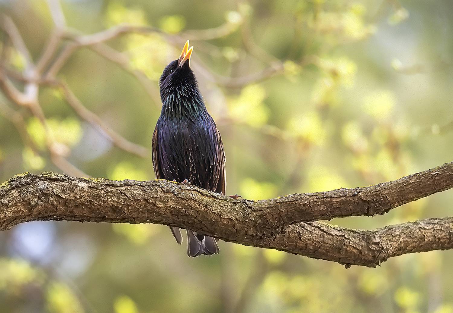 , Сергей Аникин
