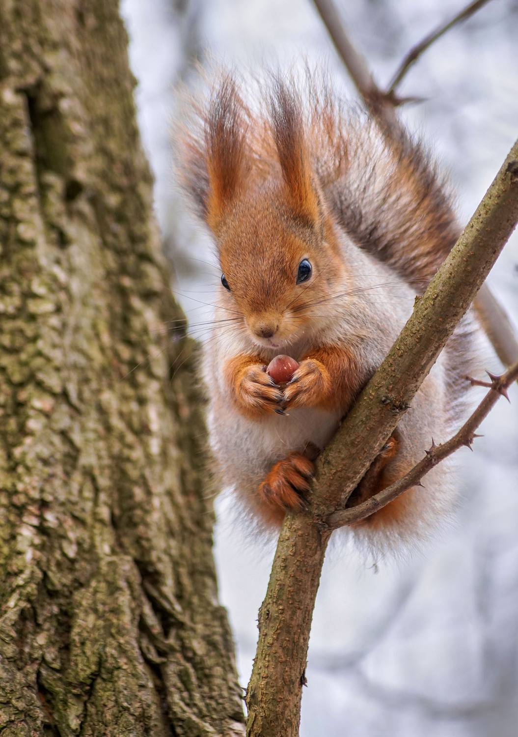 Белка, орех, дерево, Чепленко Алексей