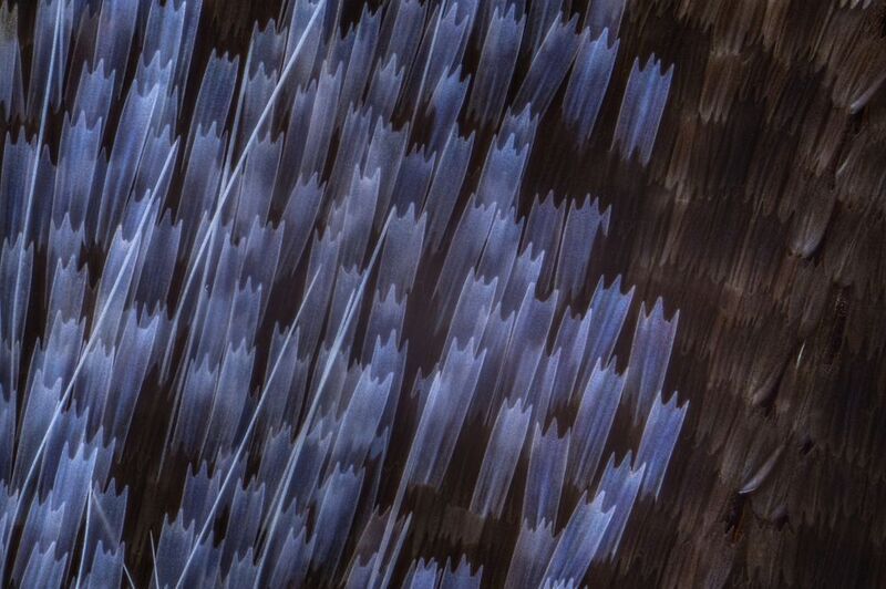 Moth wing scales  фото превью