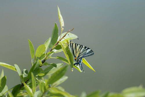 Scarce Swallowtail