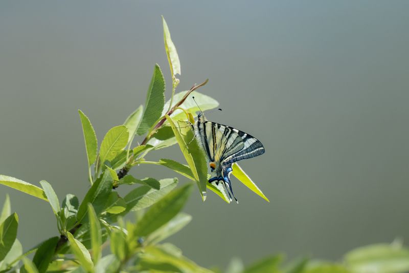 животные, дикая природа, wildlife бабочка butterfly Scarce Swallowtail фото превью