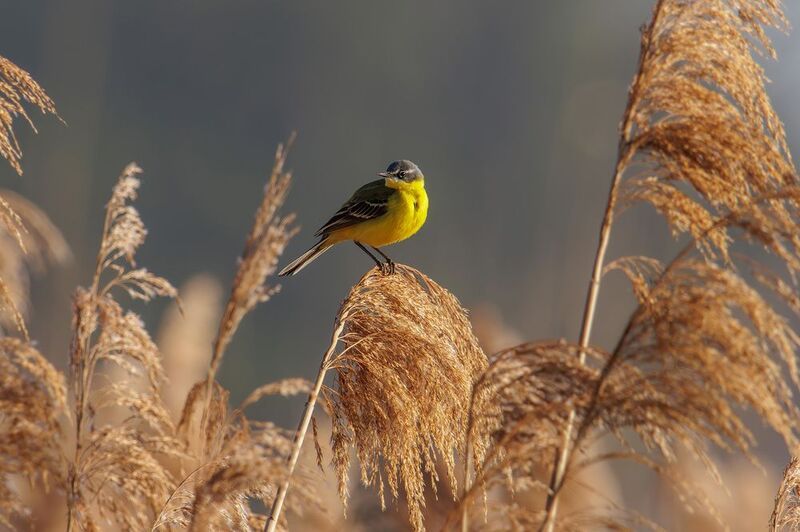 желтая трясогузка Желтая трясогузка фото превью