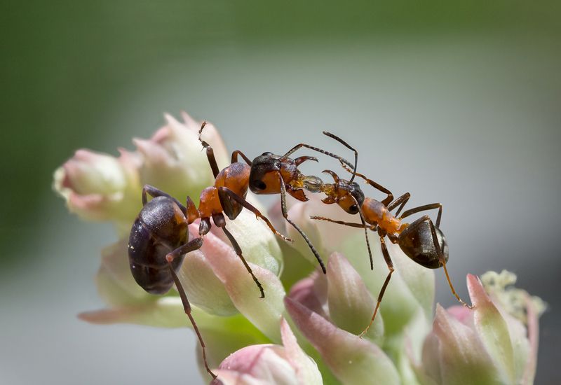 Трофаллаксис фото превью