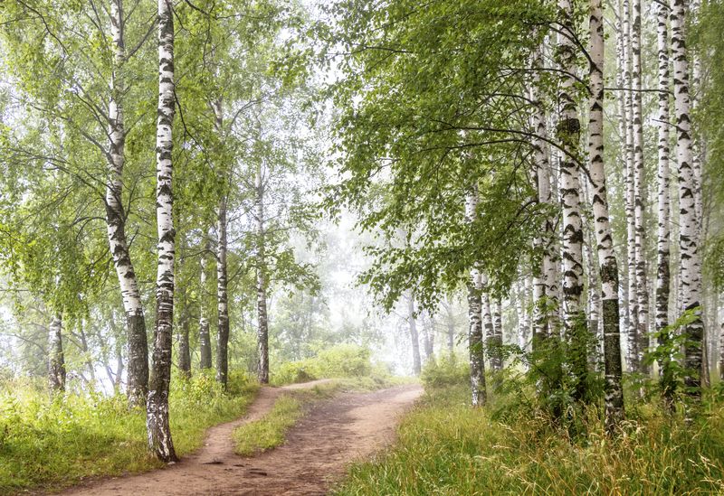 Туман, березы, утро Утро  фото превью