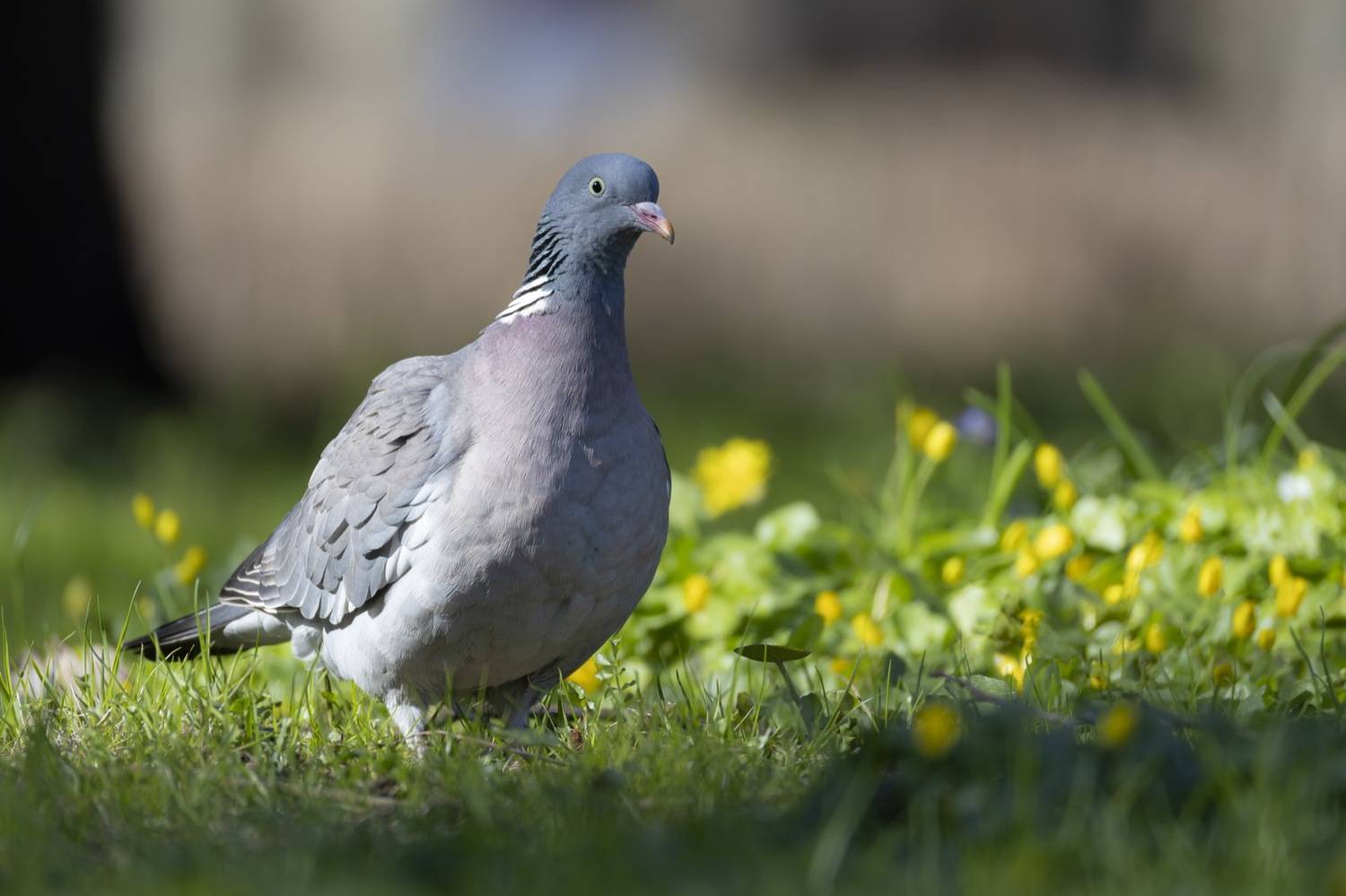 голубь, вяхирь, птицы, Руслан Pl
