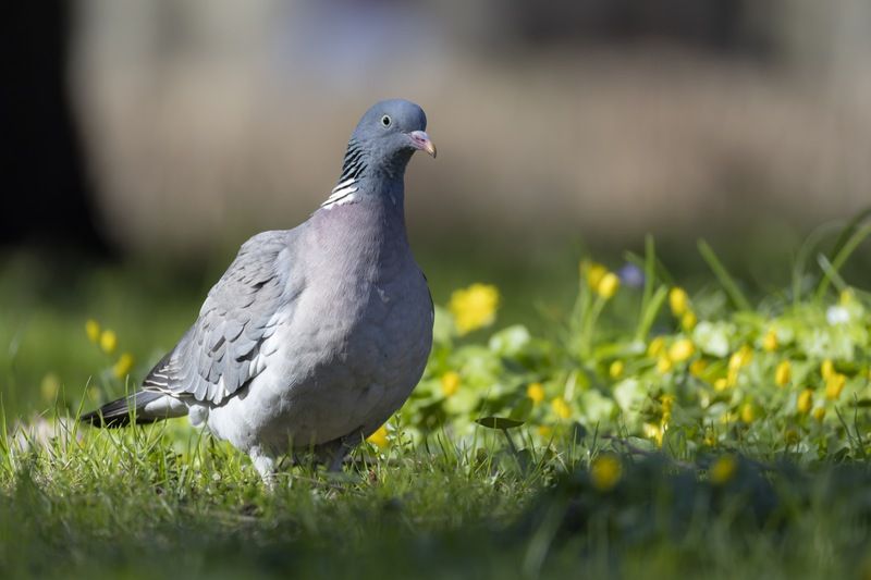 голубь, вяхирь, птицы Вяхирь фото превью