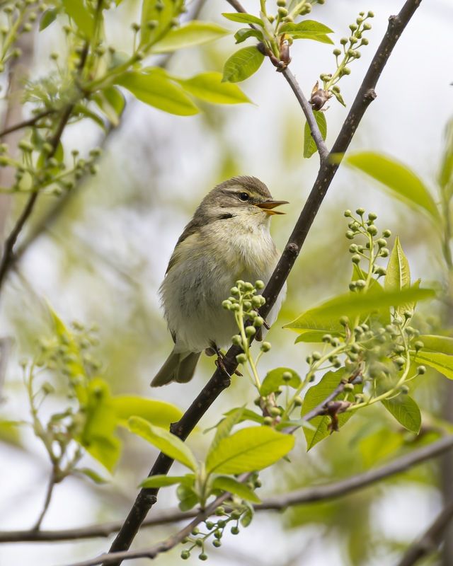 пеночка-весничка, пеночка весничка, пеночка, весничка, птицы Пеночка-весничка фото превью