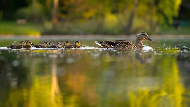 Ducklings фото превью
