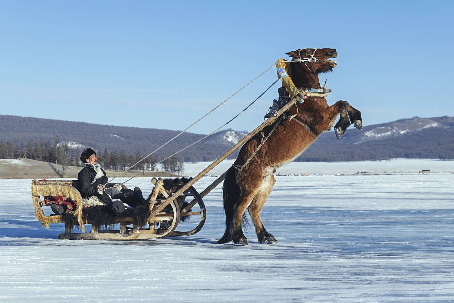 mongolian noamdic winter ice festival khuvsgul lake horse man portrait, ganzorig miimaa