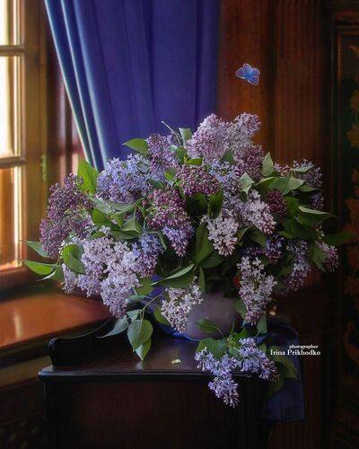 Сиреневый вечер