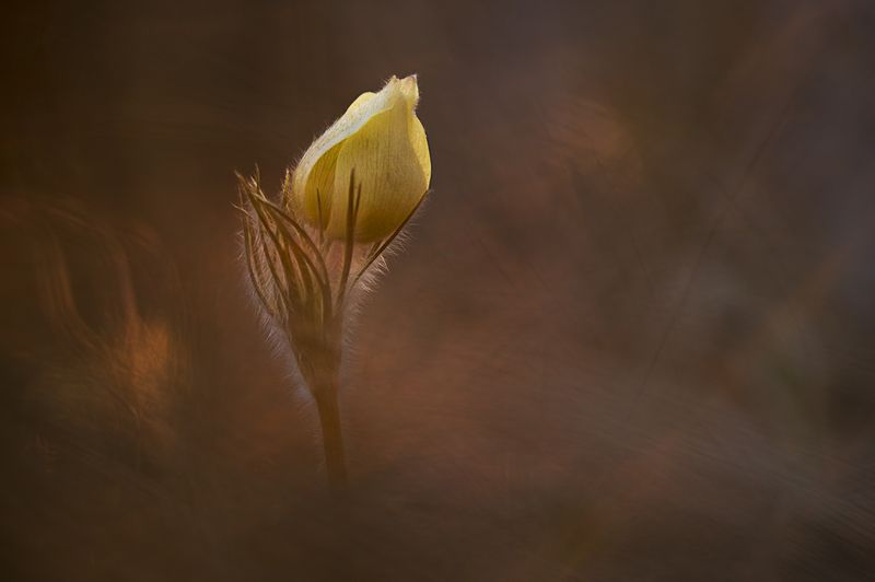 первые цветы, сон-трава, красноярск Весеннее солнышко фото превью