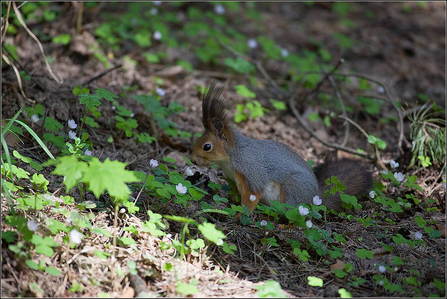 москва, май, парк, белка, АНАТОЛИЙ ДОВЫДЕНКО
