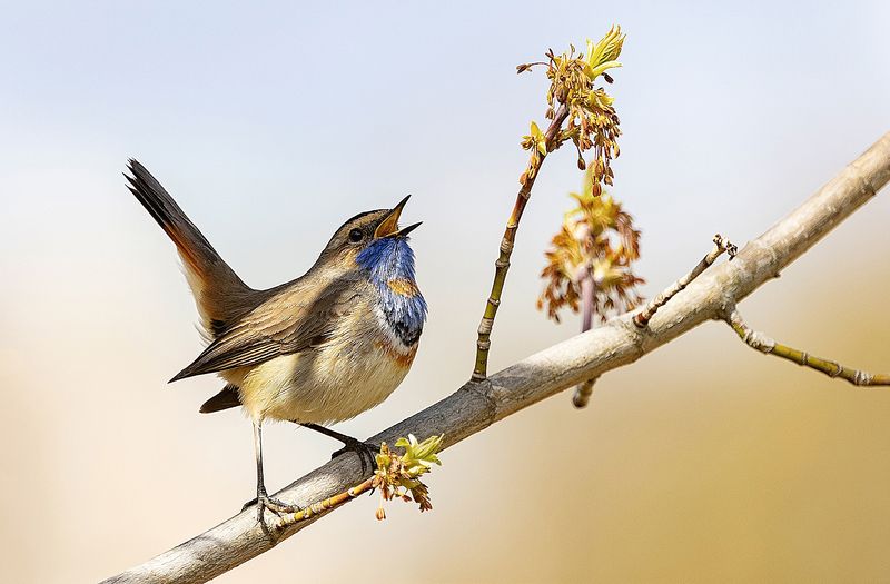 весна, птицы, варакушка, погожий день Варакушка радуется весне фото превью