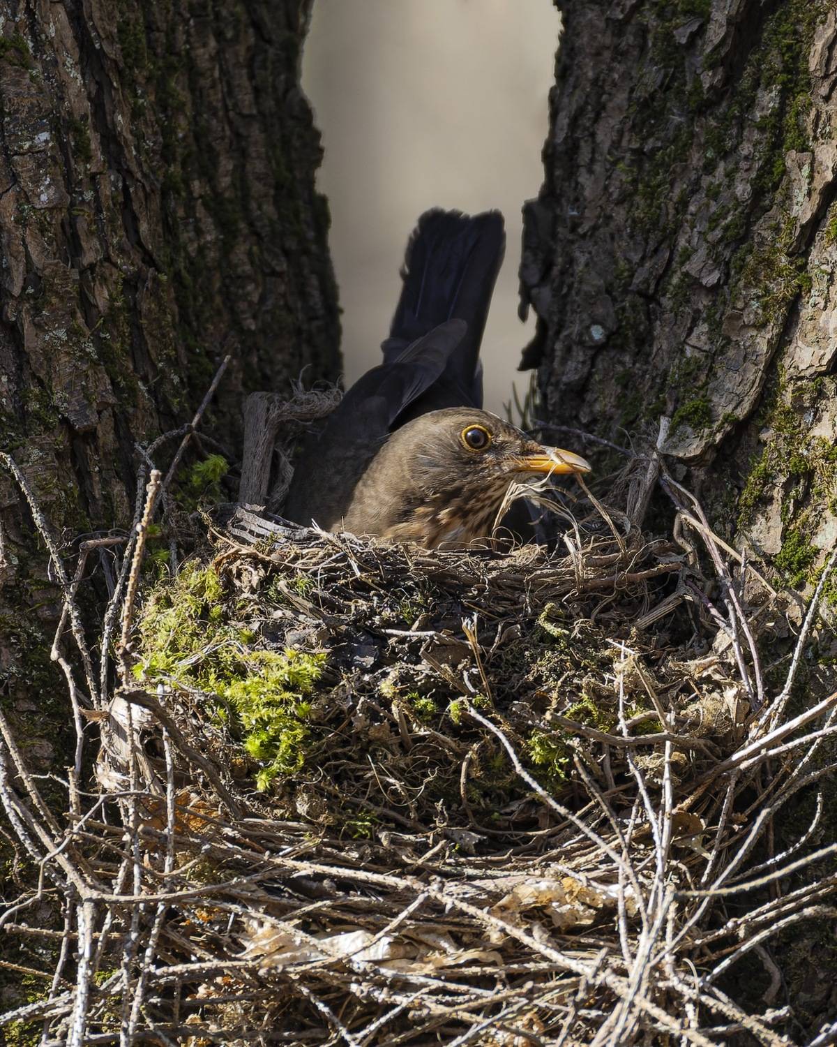 черный дрозд, дрозд, птицы, гездо, Руслан Pl