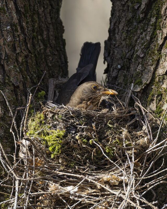 черный дрозд, дрозд, птицы, гездо Черный дрозд строит гнездо фото превью