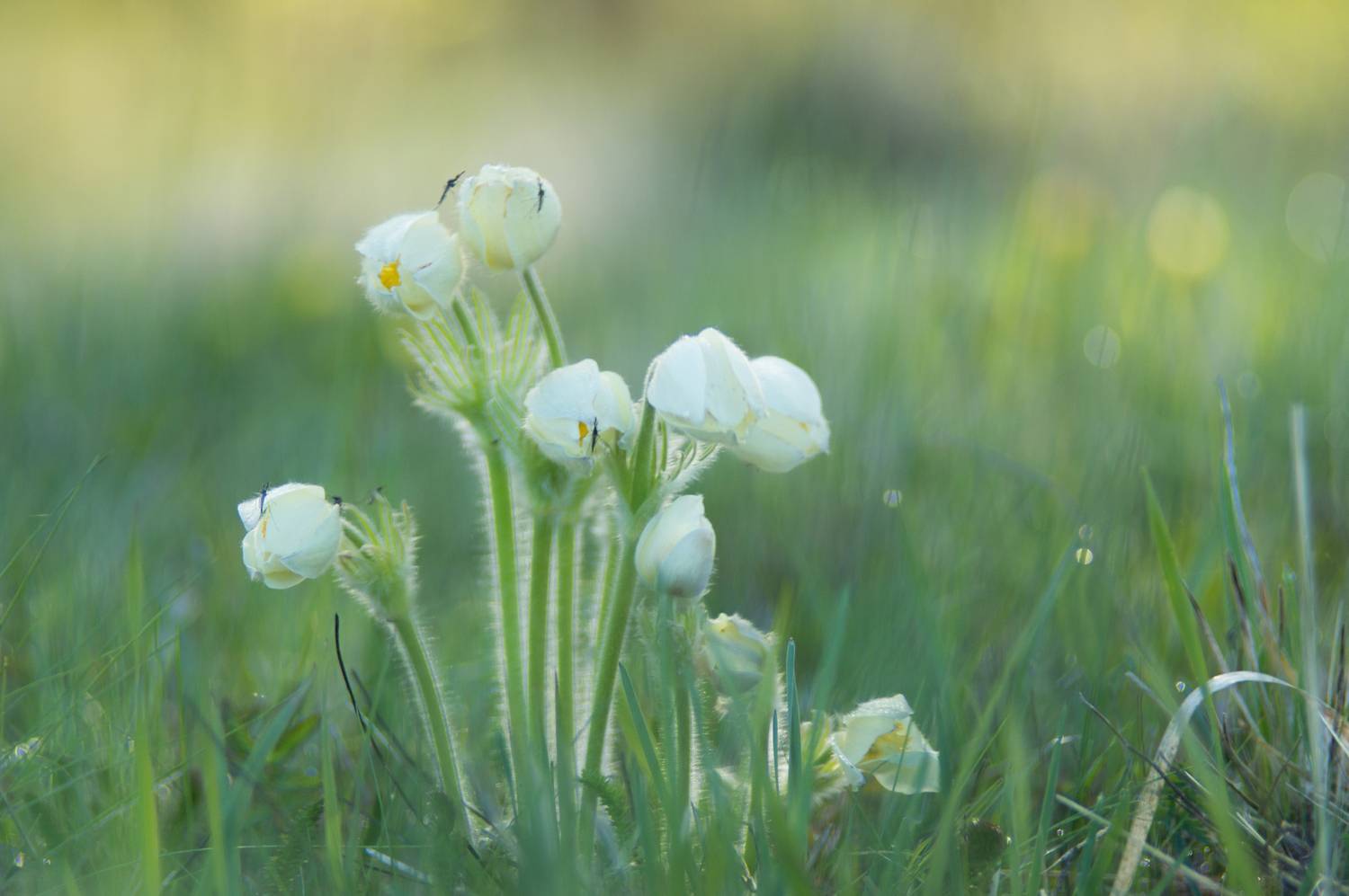 , Красников Андрей