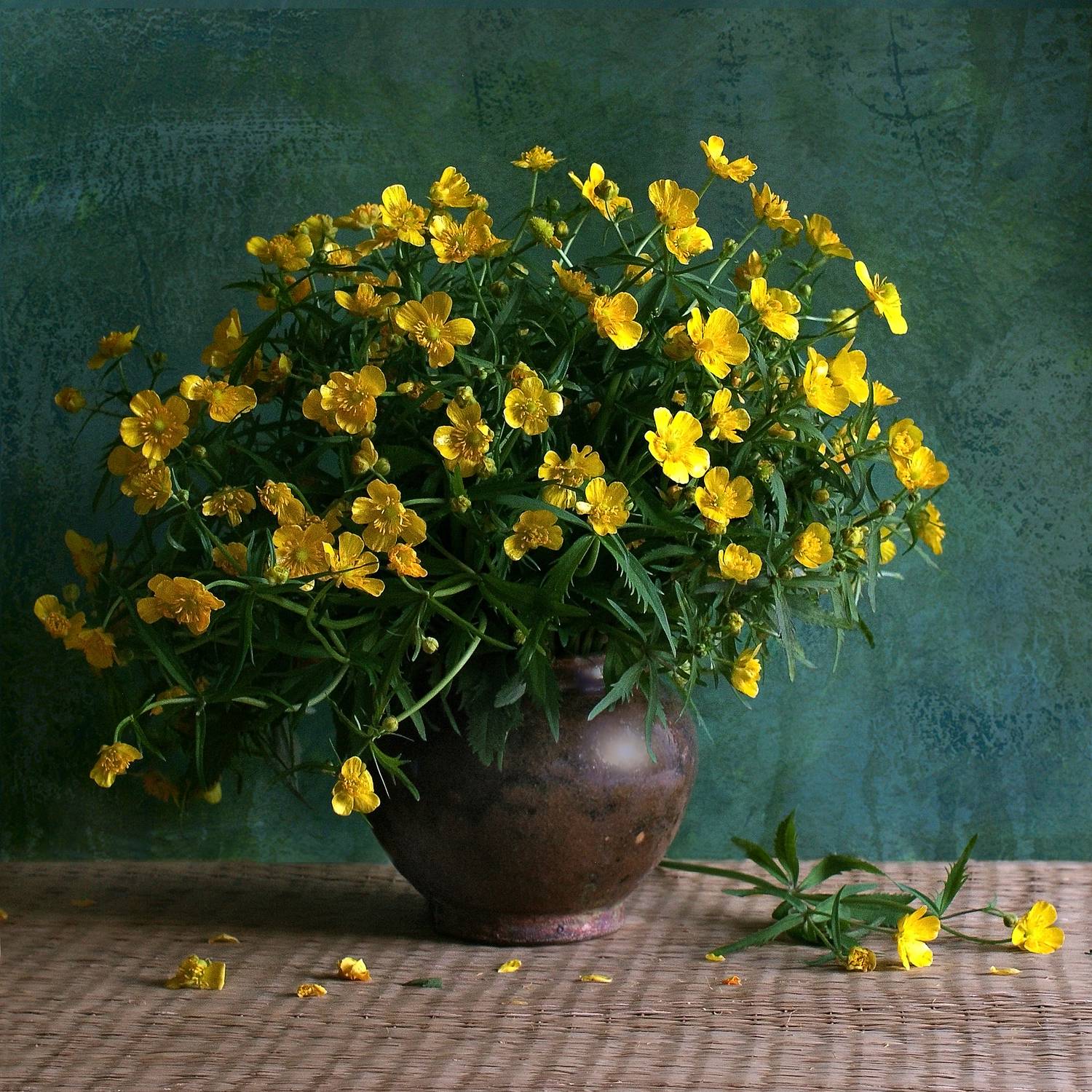 , Елена Колеснева