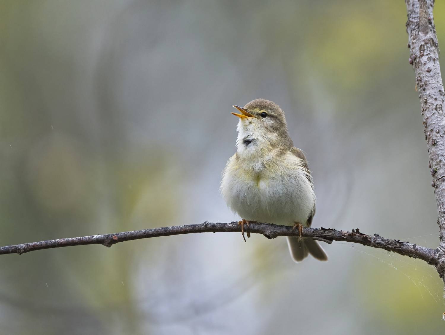 птицы,природа, весна, Андрей Киселёв