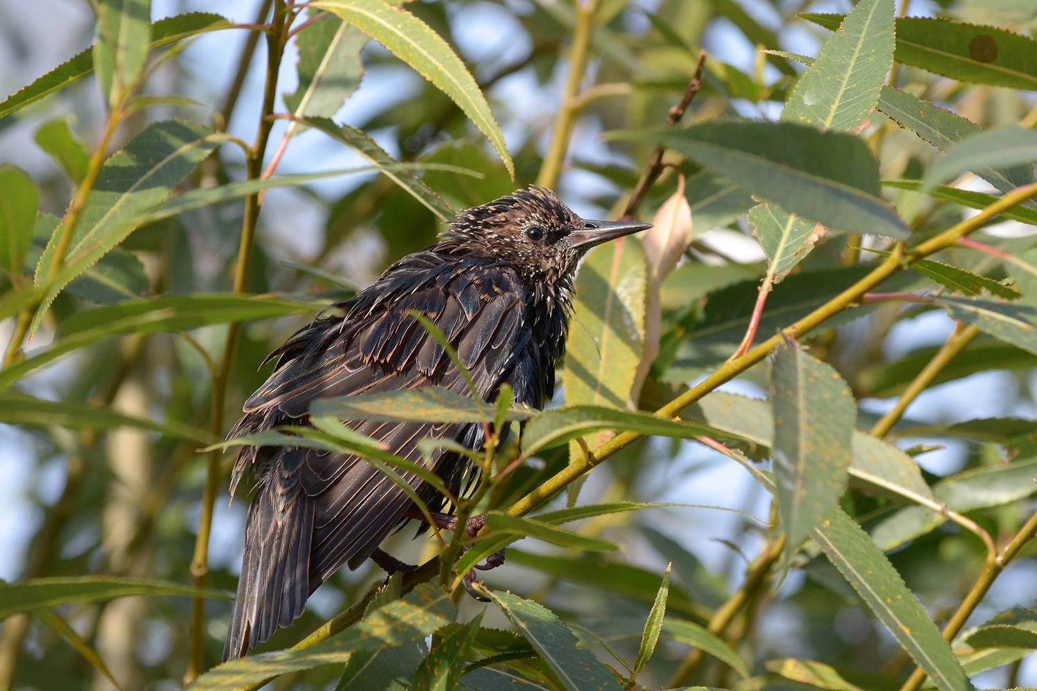 скворец, обыкновенный скворец, sturnus vulgaris, КарОл