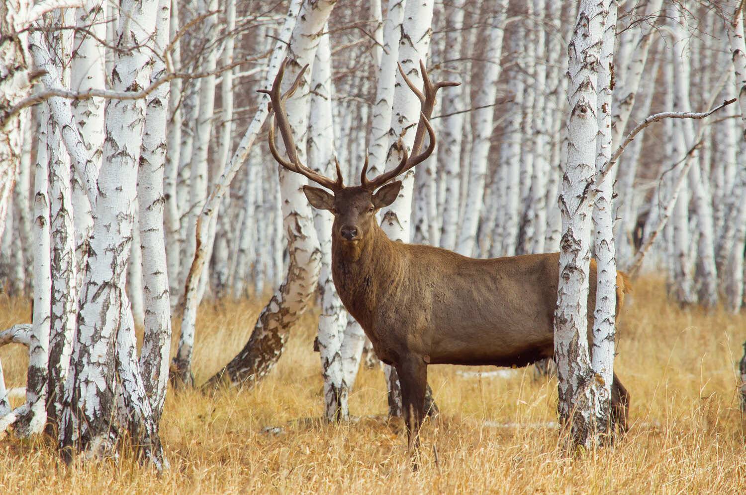 , Красников Андрей