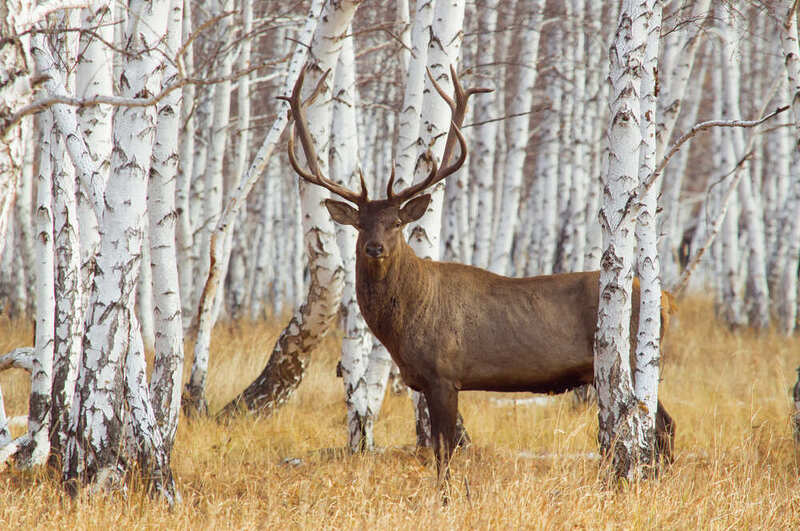 олень фото превью