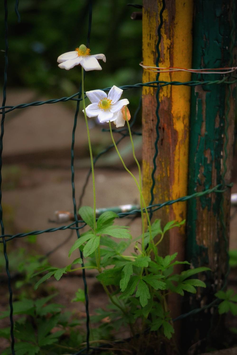 , Юлияна Стоянова