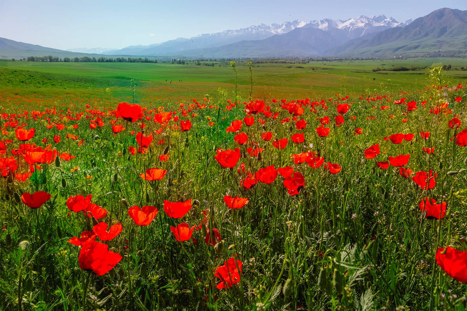 кыргызстан, чуйская долина, Элина Магалимова