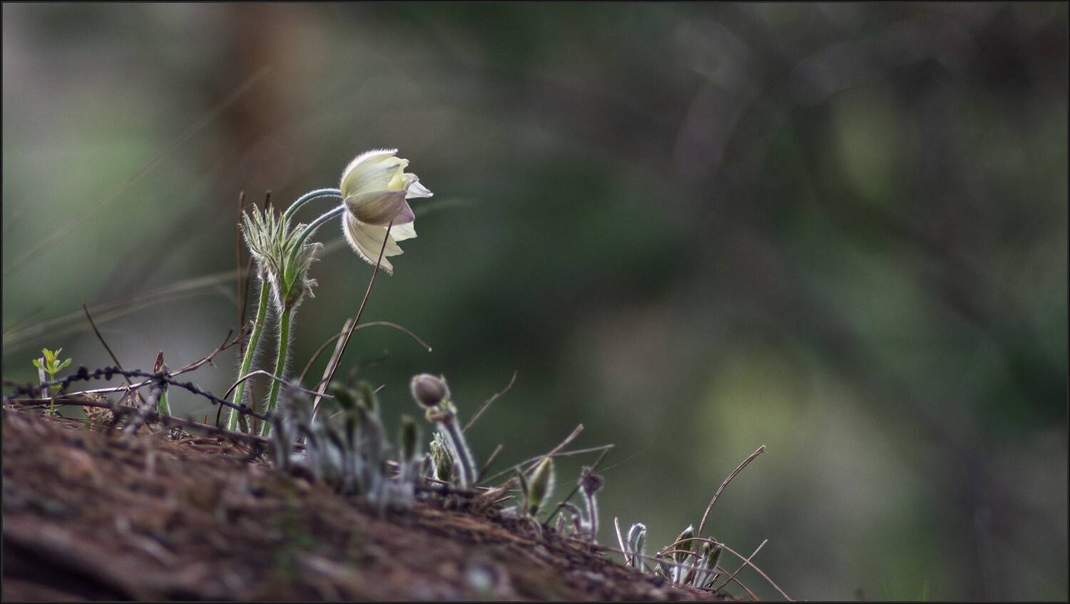 сон - трава, Беляев Юрий