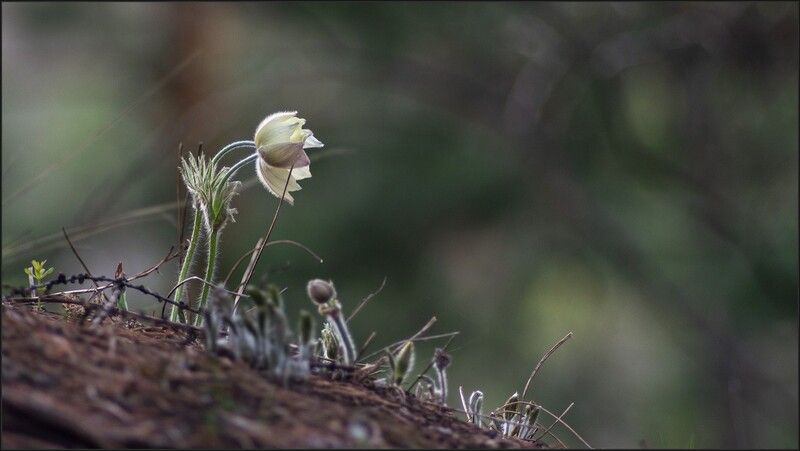 сон - трава ** * фото превью