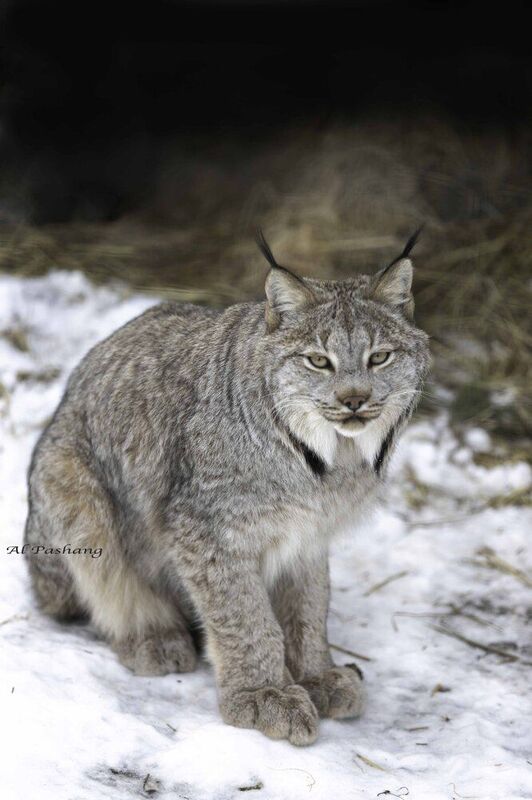 Canada lynx фото превью