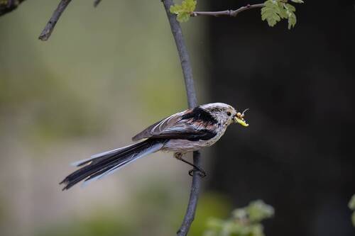Long Tailed Tit