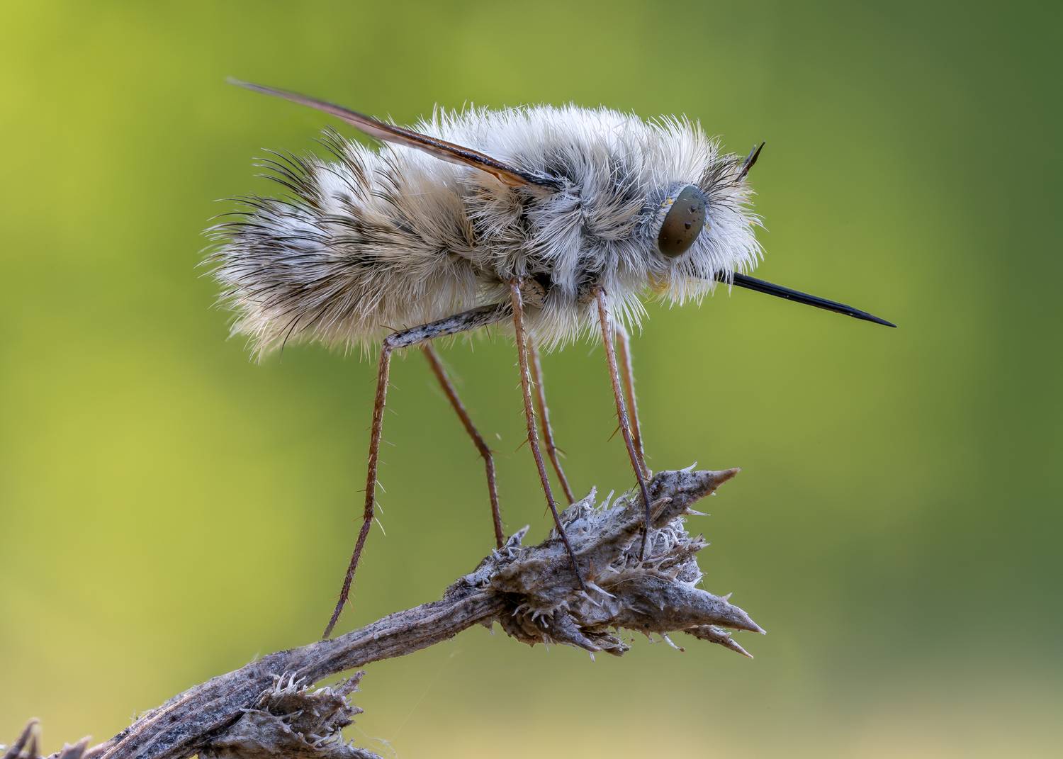 , Кузнецов Дмитрий