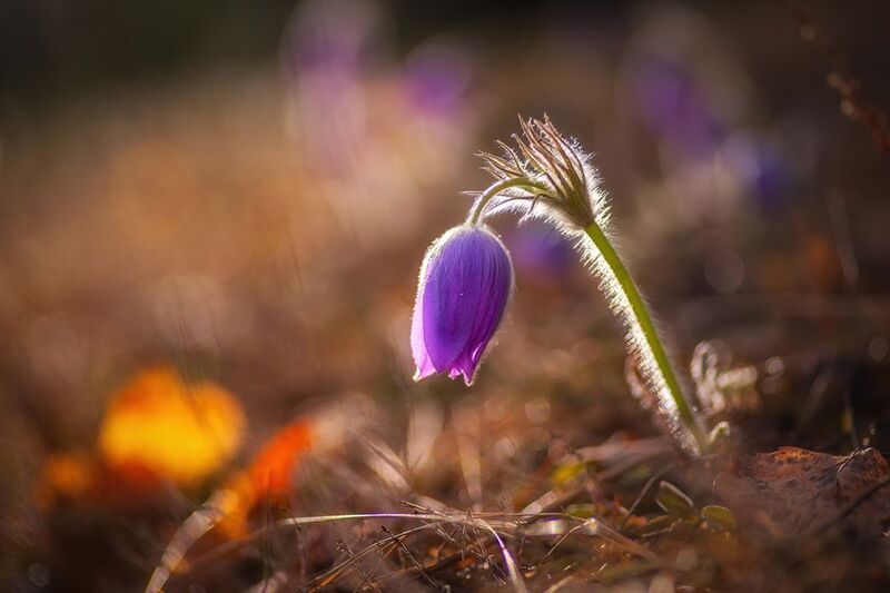 сон-трава. прострел, весна, лес, солнце, цветы Лесные эльфы фото превью