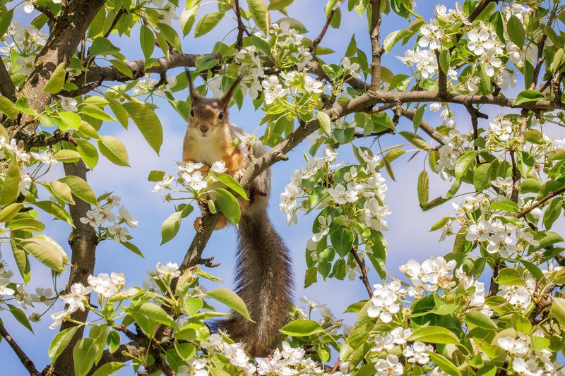 фото превью