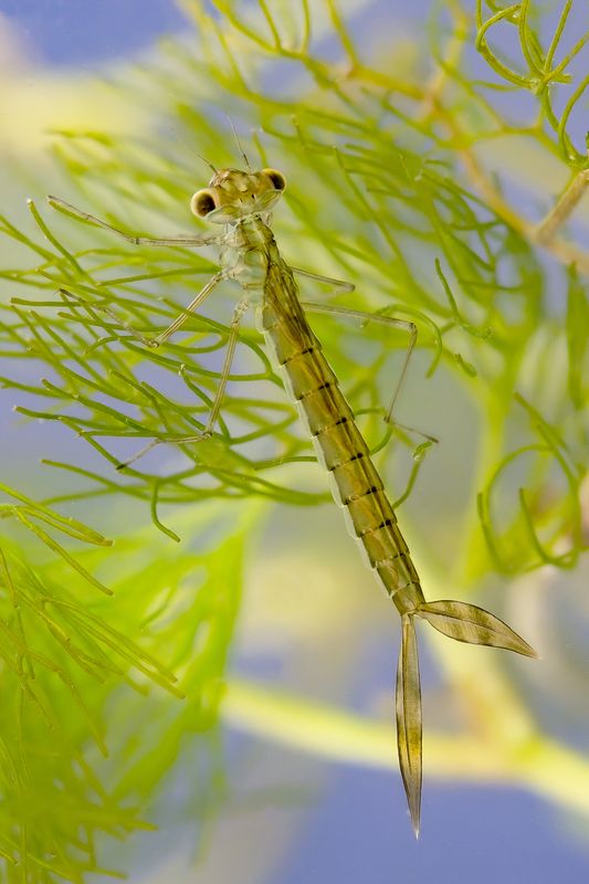 Личинка стрекозы фото превью
