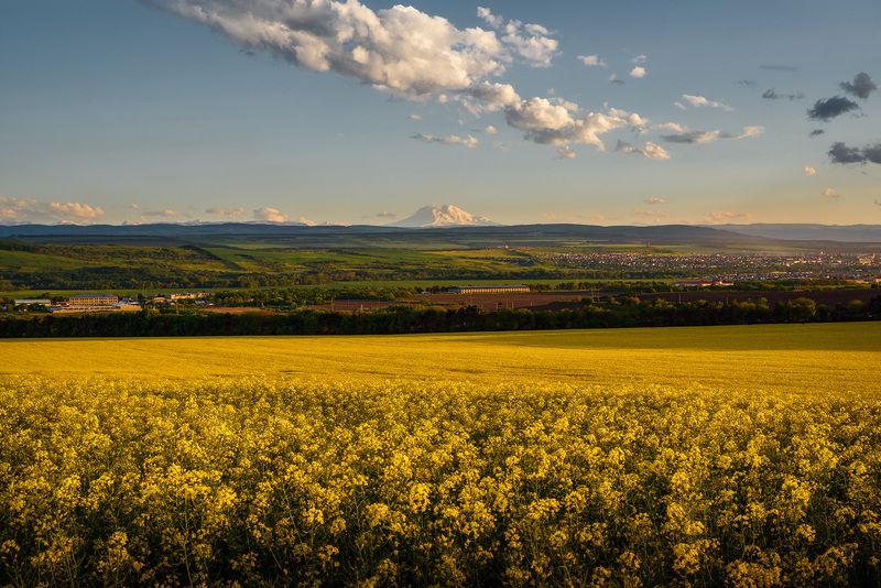 кавказ, кмв, кавказские минеральные воды, горы, весна, эльбрус, цветение, полевые цветы, закат, рапс Рапсовый Эльбрус фото превью