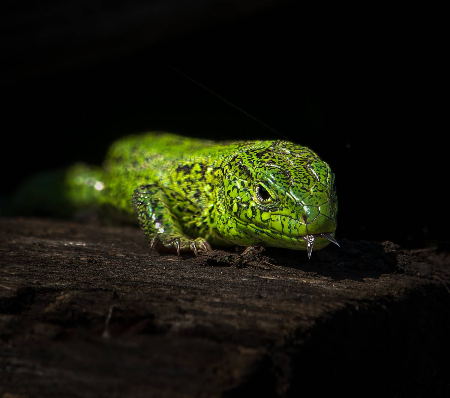 , Фото Александр