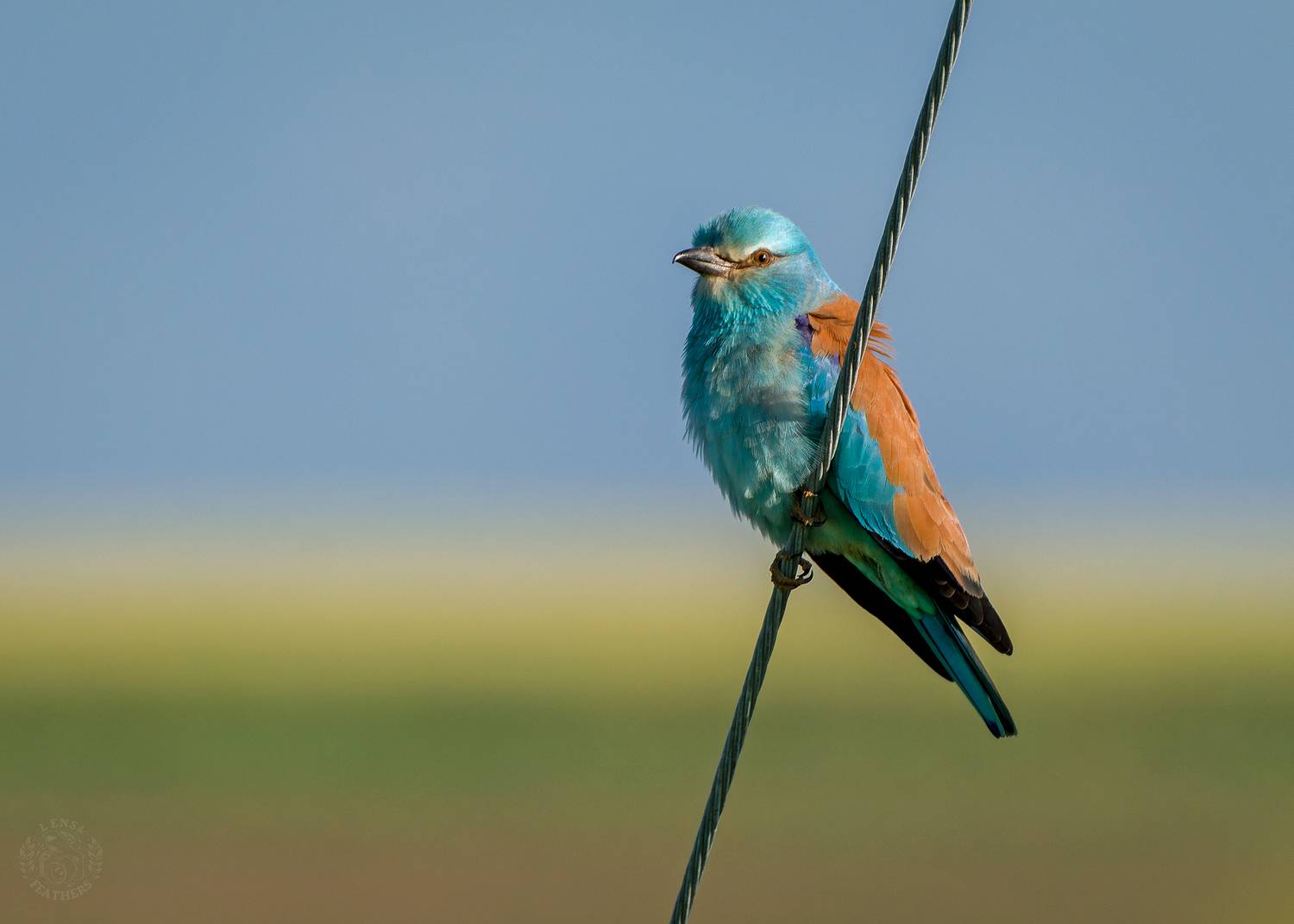 , Евгени Стефанов