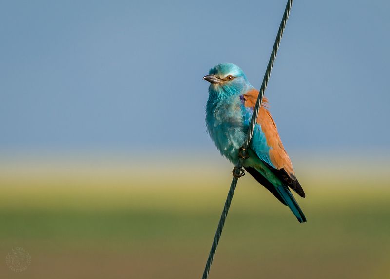 Сизоворонка - Lens and Feathers фото превью