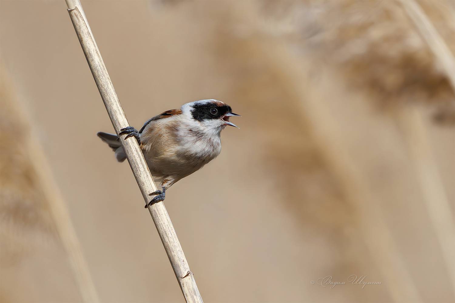 ремез, Шульгин Вадим