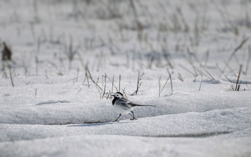 Трясогузки фото превью
