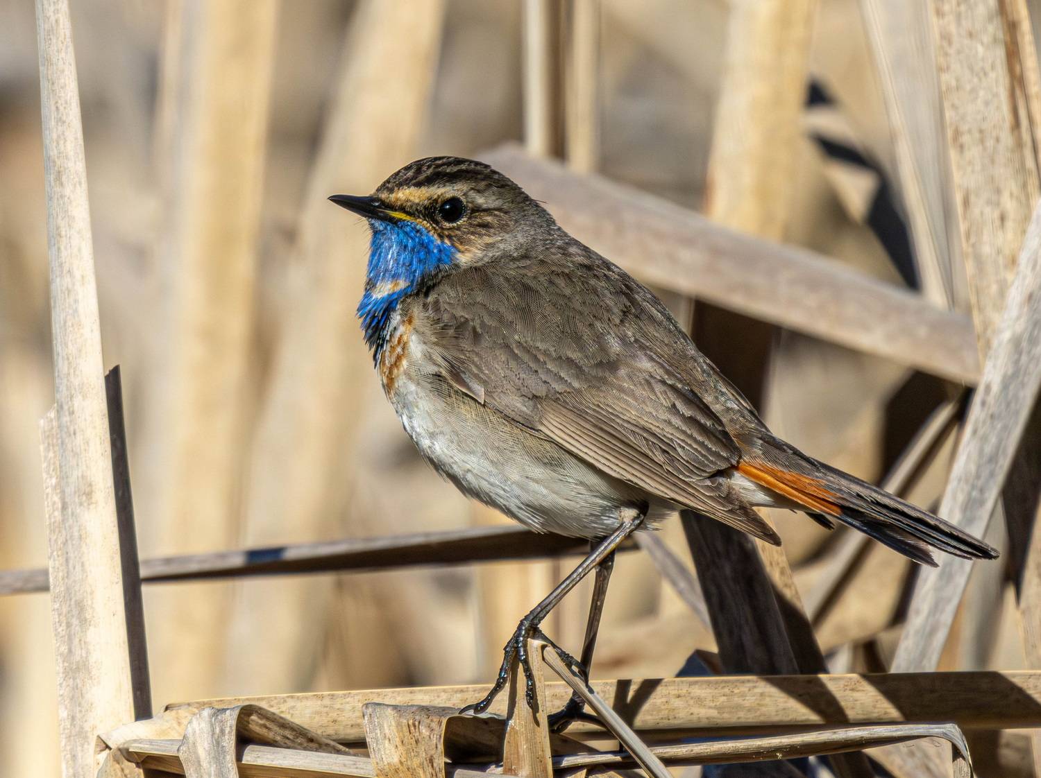 , Волынский Виктор